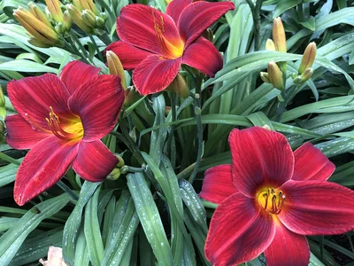 Hostagarten im Sommer