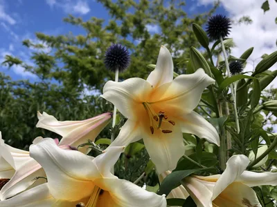 Hostagarten im Sommer