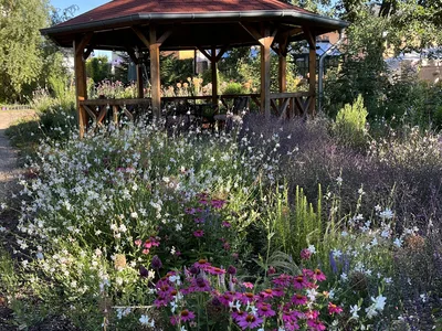 Hostagarten im Sommer