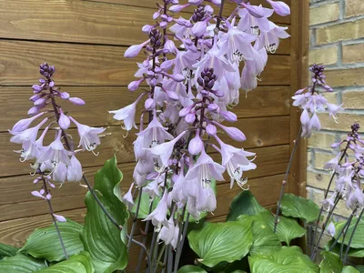 Hostagarten im Sommer