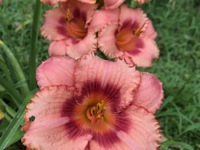 Hostagarten im Sommer