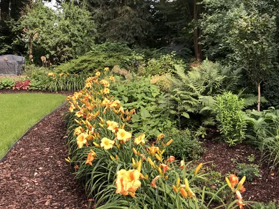 Hostagarten im Sommer