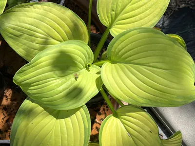 Hostagarten im Sommer