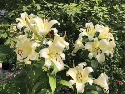 Hostagarten im Sommer