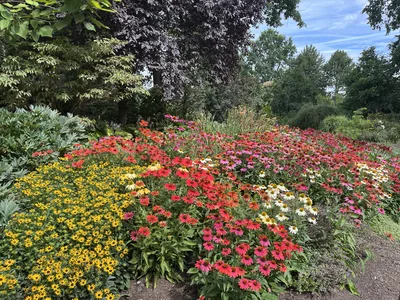 Hostagarten im Sommer