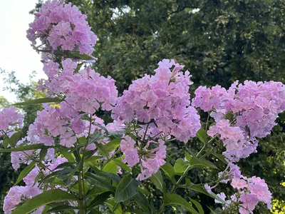 Hostagarten im Sommer