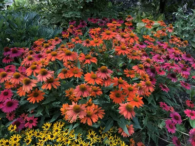 Hostagarten im Sommer