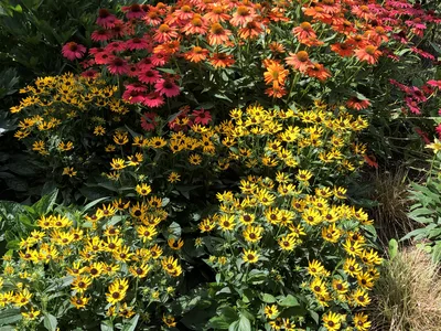 Hostagarten im Sommer