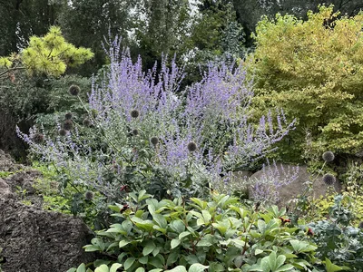 Hostagarten im Sommer