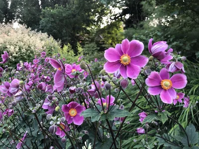 Hostagarten im Sommer