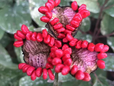 Hostagarten im Sommer