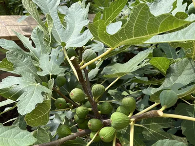 Hostagarten im Sommer