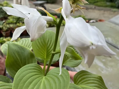 Hostagarten im Sommer