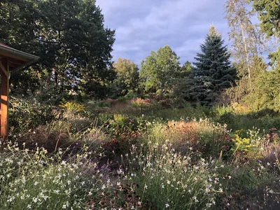 Hostagarten im Sommer