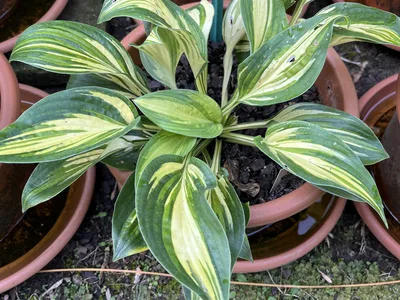 Hostagarten im Sommer