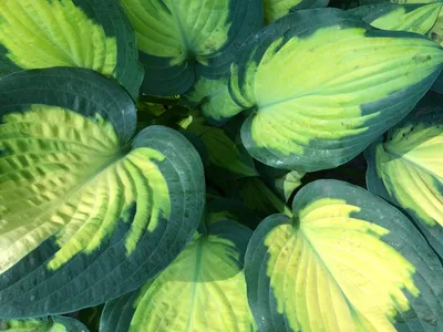 Hostagarten im Sommer