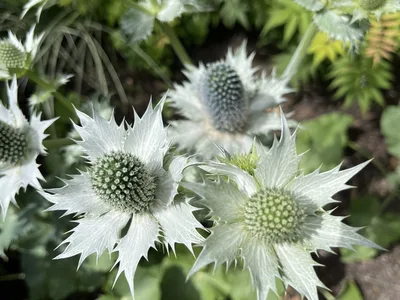 Hostagarten im Sommer