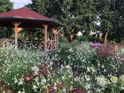 Hostagarten im Sommer