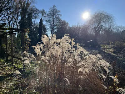 Hostagarten im Winter