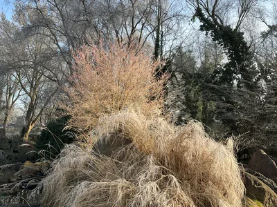 Hostagarten im Winter