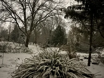 Hostagarten im Winter