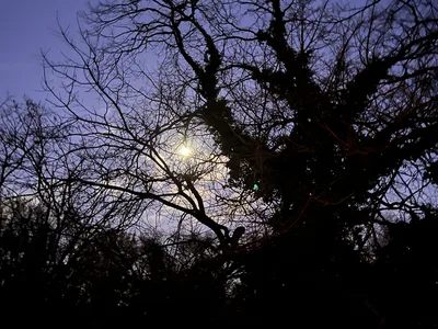 Hostagarten im Winter