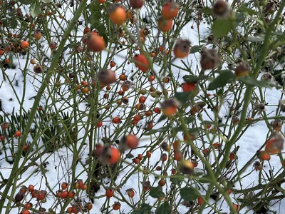 Hostagarten im Winter