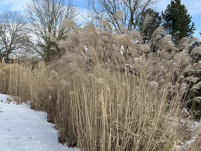 Hostagarten im Winter