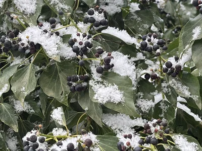 Hostagarten im Winter