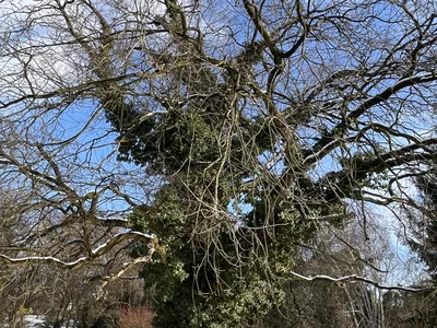 Hostagarten im Winter