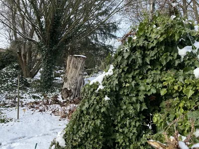 Hostagarten im Winter