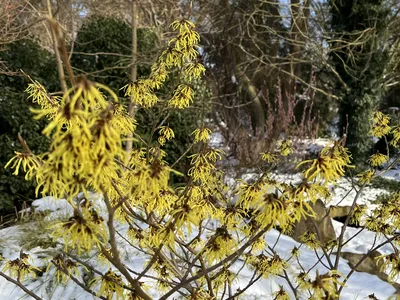 Hostagarten im Winter