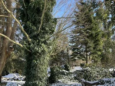 Hostagarten im Winter