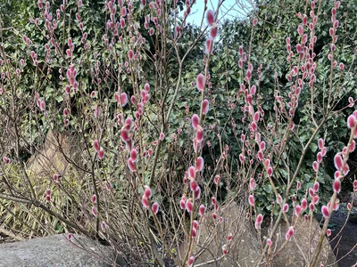 Hostagarten im Winter