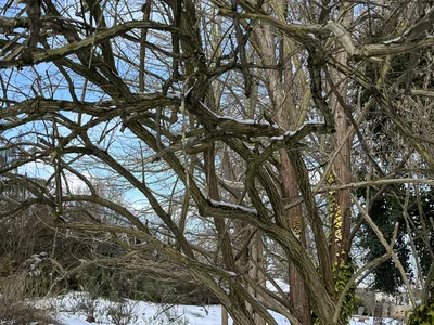 Hostagarten im Winter