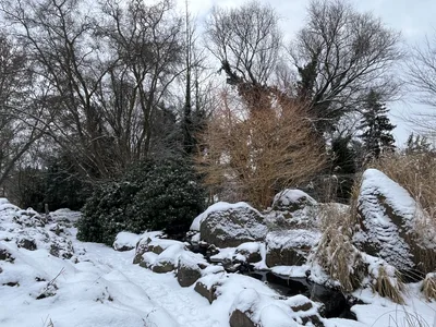 Hostagarten im Winter