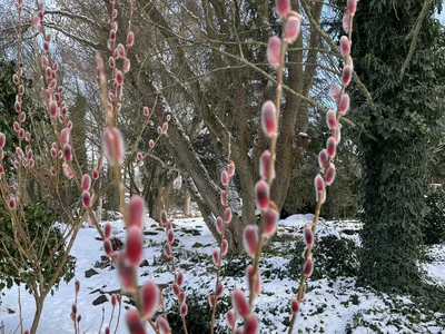 Hostagarten im Winter