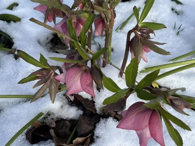 Hostagarten im Winter