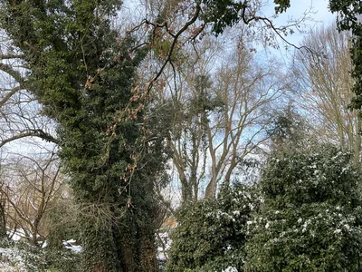 Hostagarten im Winter