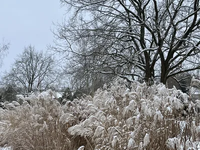 Hostagarten im Winter