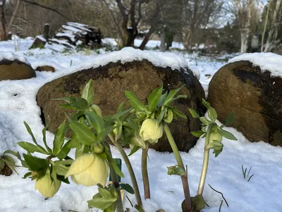 Hostagarten im Winter