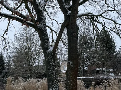 Hostagarten im Winter