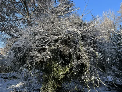 Hostagarten im Winter