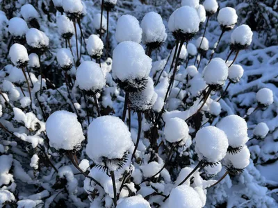 Hostagarten im Winter