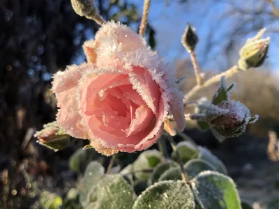 Hostagarten im Winter