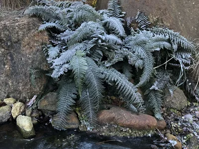 Hostagarten im Winter