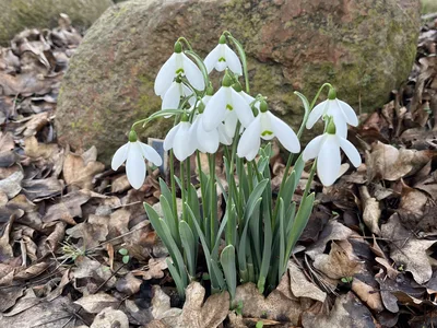 Hostagarten im Winter