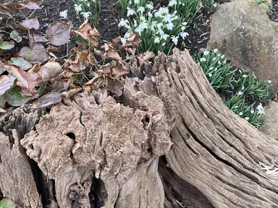 Hostagarten im Winter