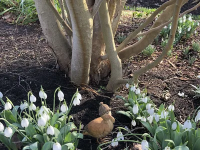 Hostagarten im Winter