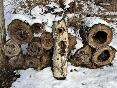 Hostagarten im Winter